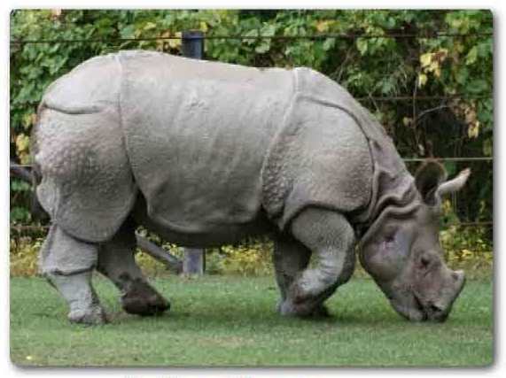 Assam State animal, Indian rhinoceros, Rhinoceros unicornis